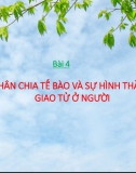 Phân chia tế bào và sự hình thành giao tử ở người